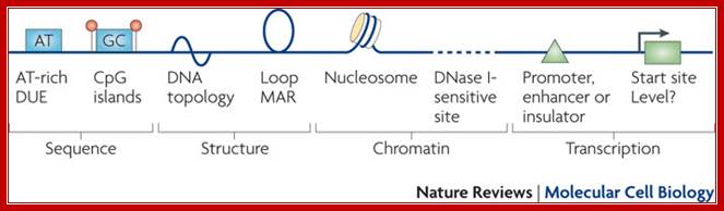 Eukaryotic DNA replication origins: many choices for appropriate answers