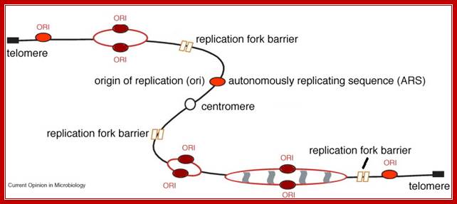 eukaryotic chromosome