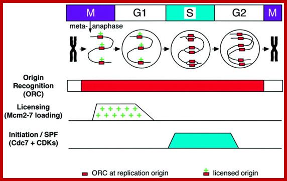 Image result for ORC of DNA in different systems