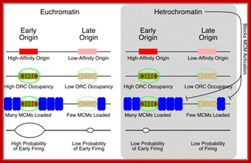 A Model for the Regulation of Replication Timing