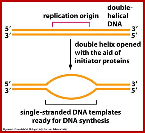 Image result for DNA replication bubble