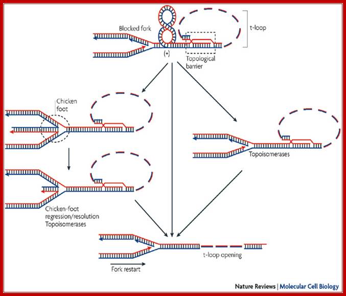 How telomeres are replicated