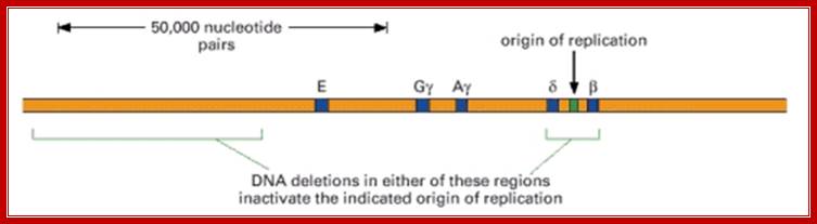 Figure 5-39. Deletions that inactivate an origin of replication in humans.