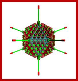 Adenovirus