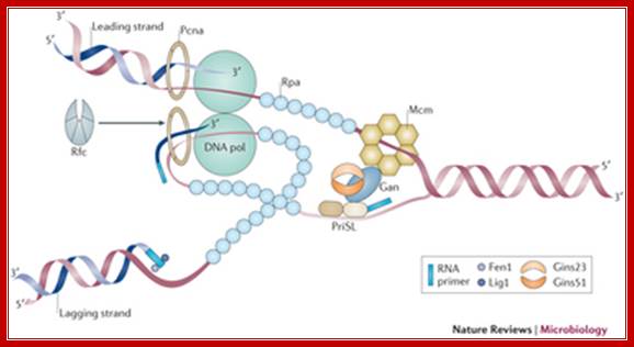 The archaeal replisome.