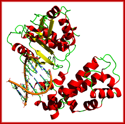 File:DNA polymerase.png