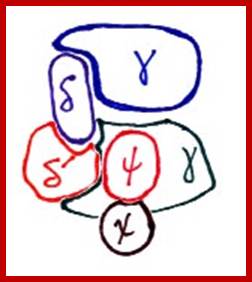 Image result for DNA polymerase gamma subunit