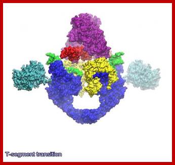 Image result for Topoisomerase 2- yeast