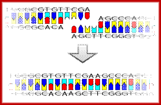 Ligation.svg