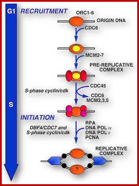 Image result for Yeast origin of replication