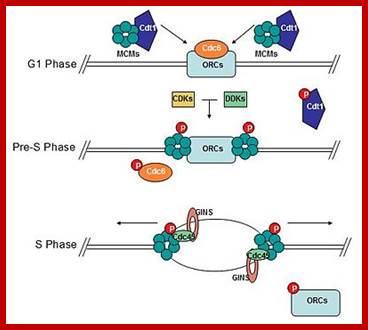 Image result for MCM proteins assemble for replication