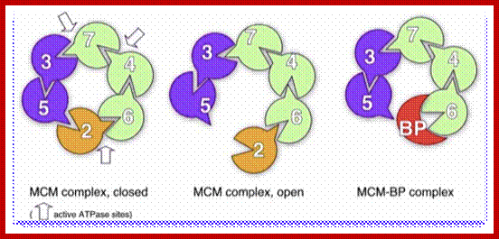 Image result for MCM proteins assemble for replication