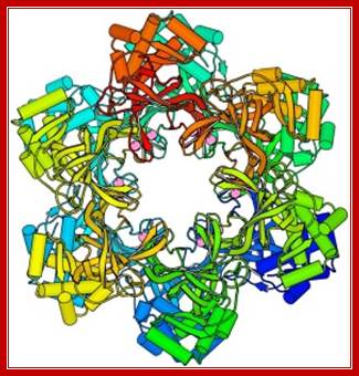 archaeal MCM structure