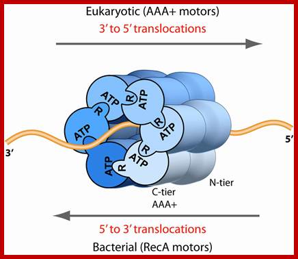 Image result for Eukaryotic replication bubble opening and elongation