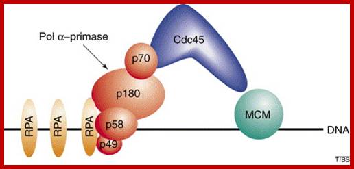 Image result for among 4 subunits which act as alpha polymerase and which as primases