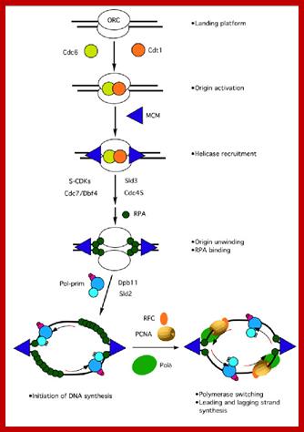 FIGURE 2 . The assembly of the replication machinery at a yeast origin. The names of the indicated factors corresponds to the components identified in S. cerevisiae , even though most of them are common in all eukaryotic cells (see text). 
                