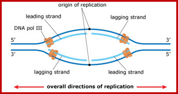 Image result for Eukaryotic replication bubble opening and elongation