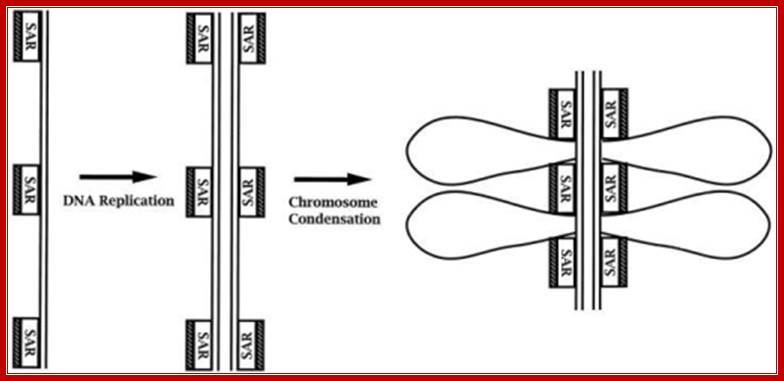 Model of the templating of the chromosome  scaffold during DNA replication. In this model, we suggest that topo II (stippled  bar) binds to new SAR sites  as they are generated by  DNA replication. At the termination of replication, this  process yields sister DNA  duplexes, each with independent scaffold elements that  contain the information necessary to condense into sister chromatids independent  of DNA decatenation.