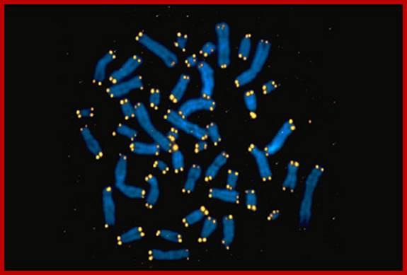 Visualizing chromosome tips