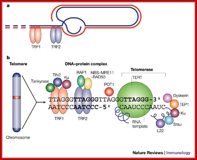 Telomeres in T and B cells