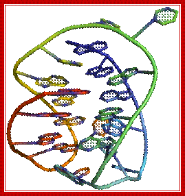 Three-dimensional structure of a G-quadruplex