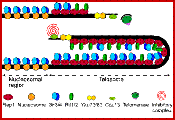 The telomere cap.