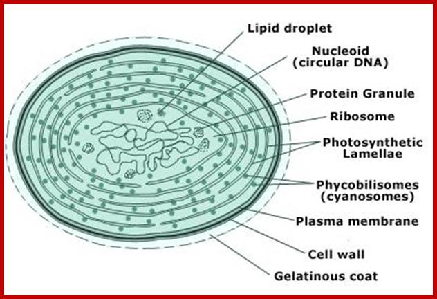 Description: http://images.tutorvista.com/content/kingdoms-living-world/cyanobacteria-cell-structure.jpeg