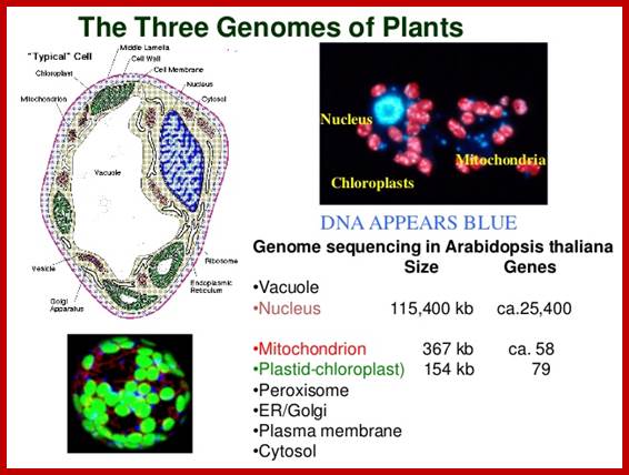 Image result for Three genomes in plant cells