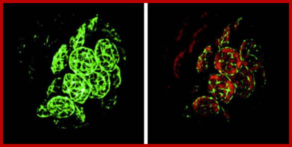 Confocal image of Physcomitrella patens protoplast expressing PpFtsZ1/GFP fusion protein. GFP fluorescence forms a reticulated fibrillar network (a plastoskeleton) within the plastid (left). Red autofluorescence defines the individual chloroplasts (right). Micrograph courtesy of Justine Kiessling.