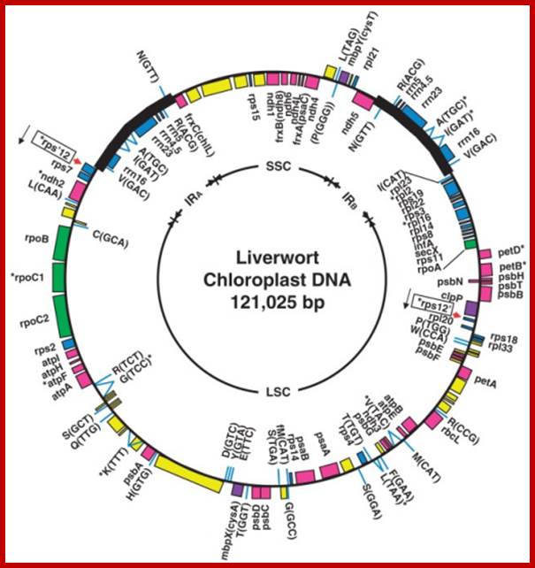 Revised genetic map of the chloroplast genome of the liverwort Marchantia polymorpha. IRa, IRb, SSC and LSC on the inner circle indicate the inverted repeat regions, the small single-copy region and the large single-copy region, respectively. Genes shown inside the map are transcribed clockwise, and those outside are transcribed anticlockwise. Asterisks indicate genes with introns. Genes for tRNAs are indicated by the one-letter amino acid code with the unmodified anticodon. Identified protein genes and rRNA genes are indicated by gene symbols, and the remaining open boxes represent unidentified ORFs. Red arrows indicate the sites of the rps12 trans-splicing gene. Genes are color coded according to their functions:  Photosynthesis and electron transport (rbc, psa, psb, pet, ndh, atp, frx);  Transcription (rpo);  Translation (rpl, rps, rrn, trn);  Miscelleaneous (mbp, chl, clp);  Unidentified ORF.3)6)