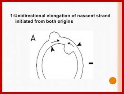 Image result for Replication of chloroplast DNA-in double D loop mode