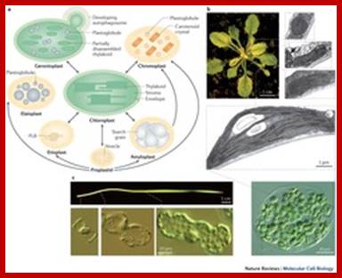 Diversity of plastid forms and their interconversions.