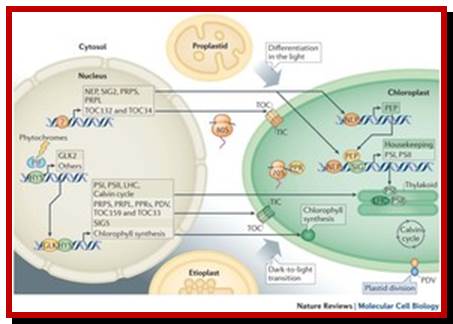 Light-mediated anterograde control of chloroplast development.