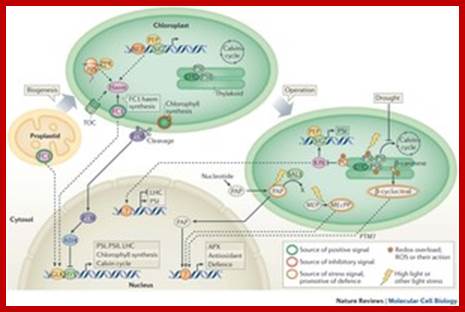 Plastid-to-nucleus or retrograde signalling pathways.