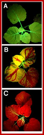 http://www.sciencemag.org/site/feature/data/pharmacia/2002/voinnet_med_F2.gif