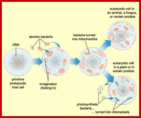 endosymbiotic