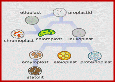 559px-Plastids_types_cs.svg