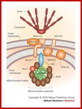 Nucleoids 2