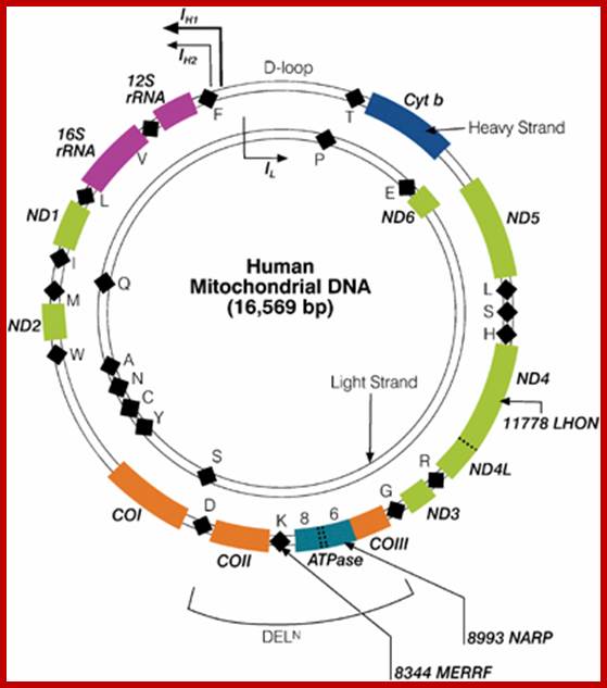 Unfortunately we are unable to provide accessible alternative text for this. If you require assistance to access this image, please contact help@nature.com or the author