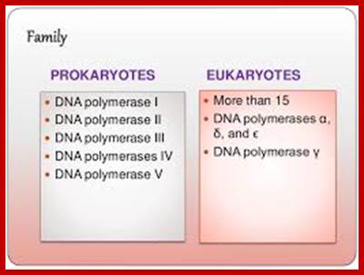 Image result for DNA polymerases types