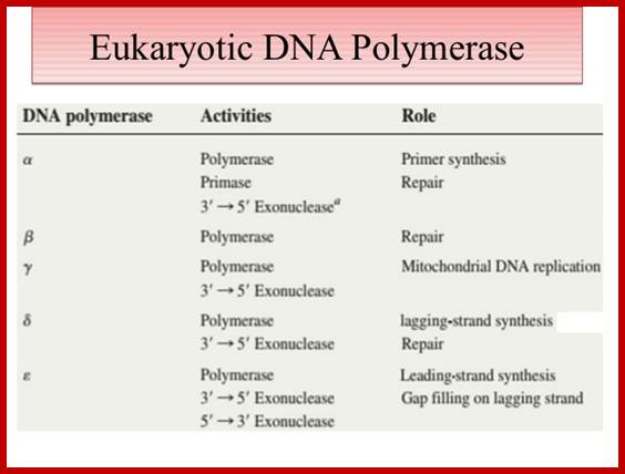 Image result for DNA polymerases types