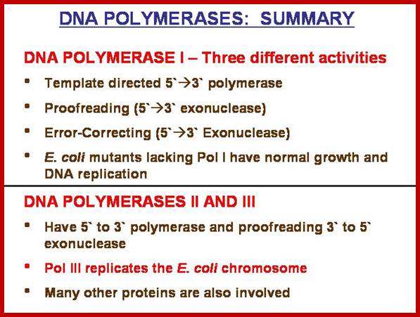 Image result for DNA polymerases types