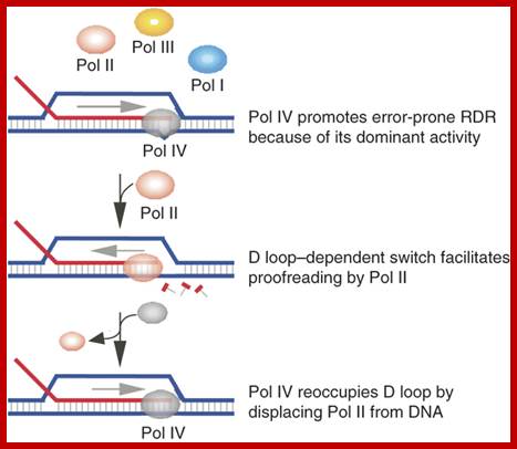 Image result for Translesion DNA Pol IV