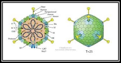 Adenoviridae ~ ViralZone