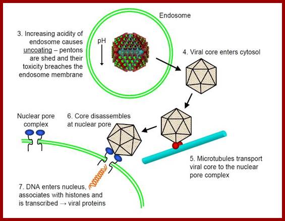 Adenovirus uncoating