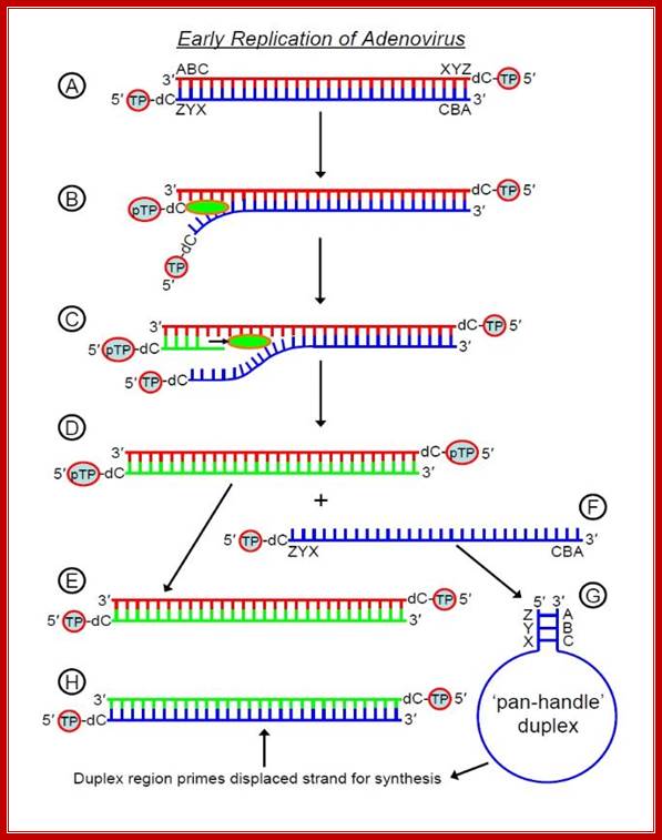 Adenovirus replication