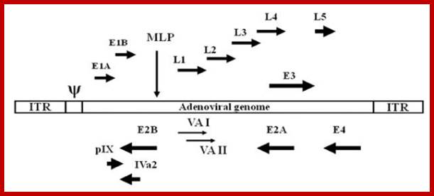 Image result for Adenovirus genome map