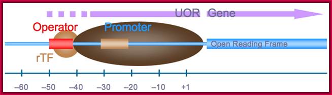 Schematic of archaeal transcriptional regulation