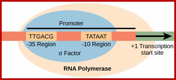 Image result for Prokaryotic upstream promoter elements- consensus sequences