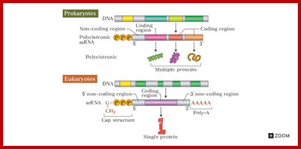 Comparison of mRNA structure between prokaryotes and eukaryotes